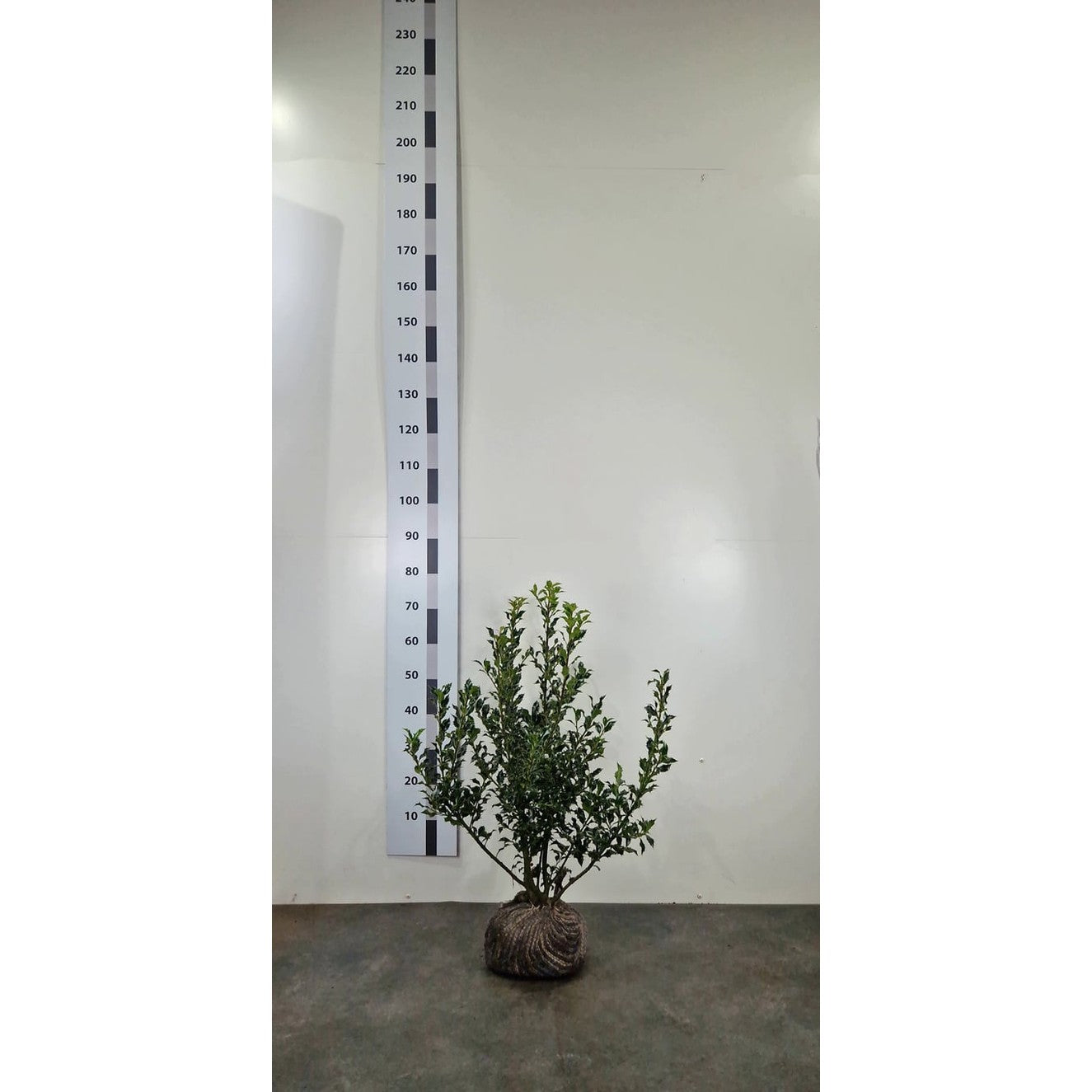 Järnek – Ilex aquifolium 'Alaska' - 50-60 CM RB